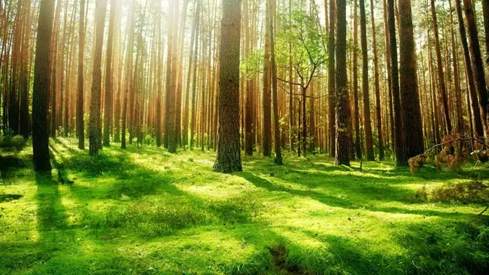 Forest Live Wallpaper android App screenshot 0