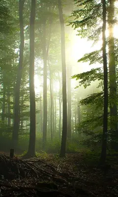 Forest Live Wallpaper android App screenshot 2