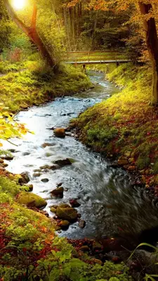 Forest Live Wallpaper android App screenshot 3