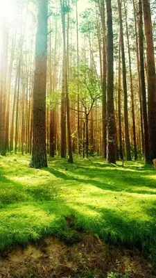 Forest Live Wallpaper android App screenshot 4