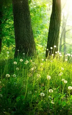 Forest Live Wallpaper android App screenshot 6